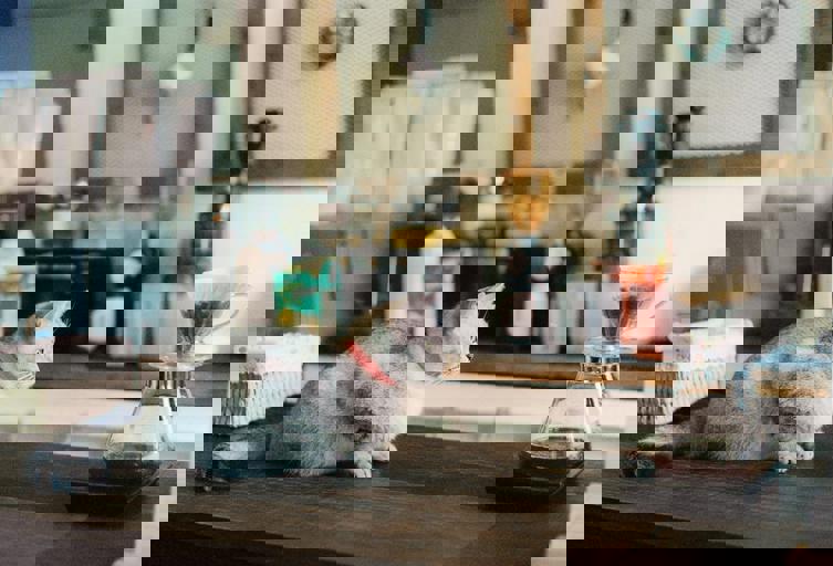 Pet Cafés Booming as City Dwellers Seek Cozy Spots to De-Stress After Work